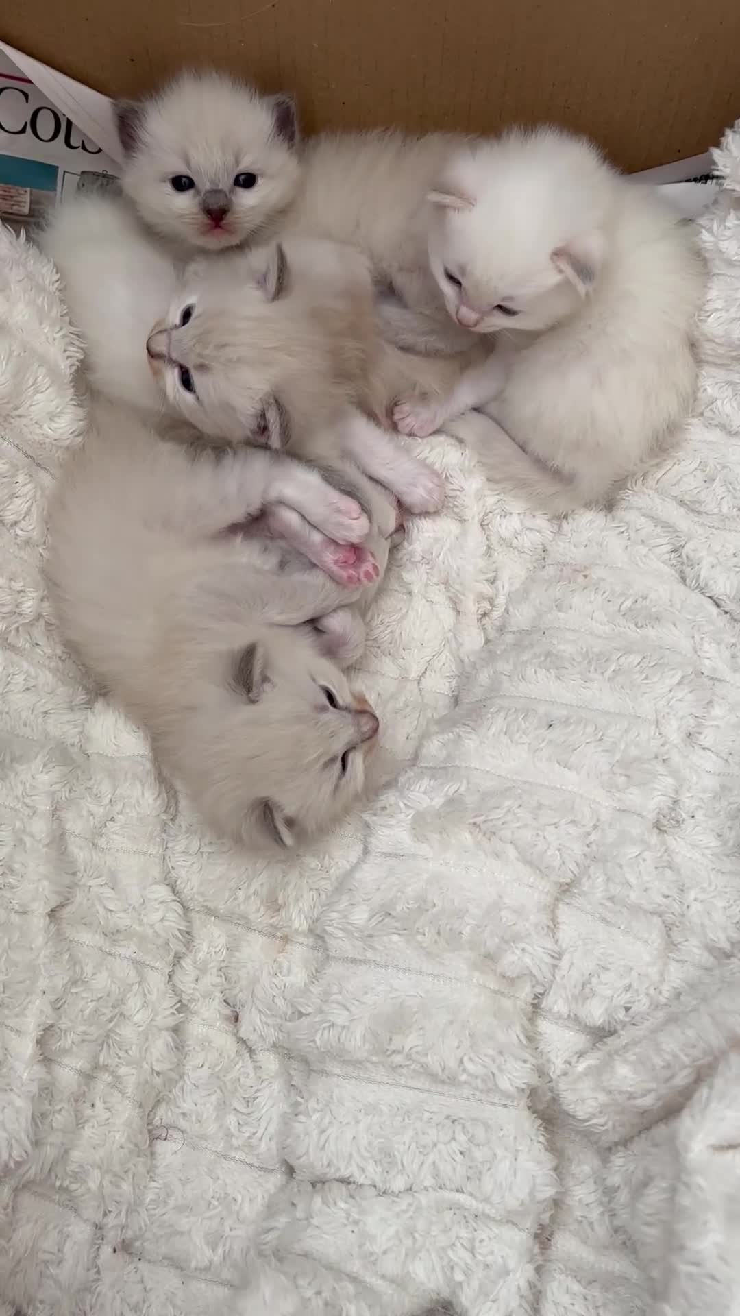 Ragdoll cats for sale: Ragdoll - Video 2