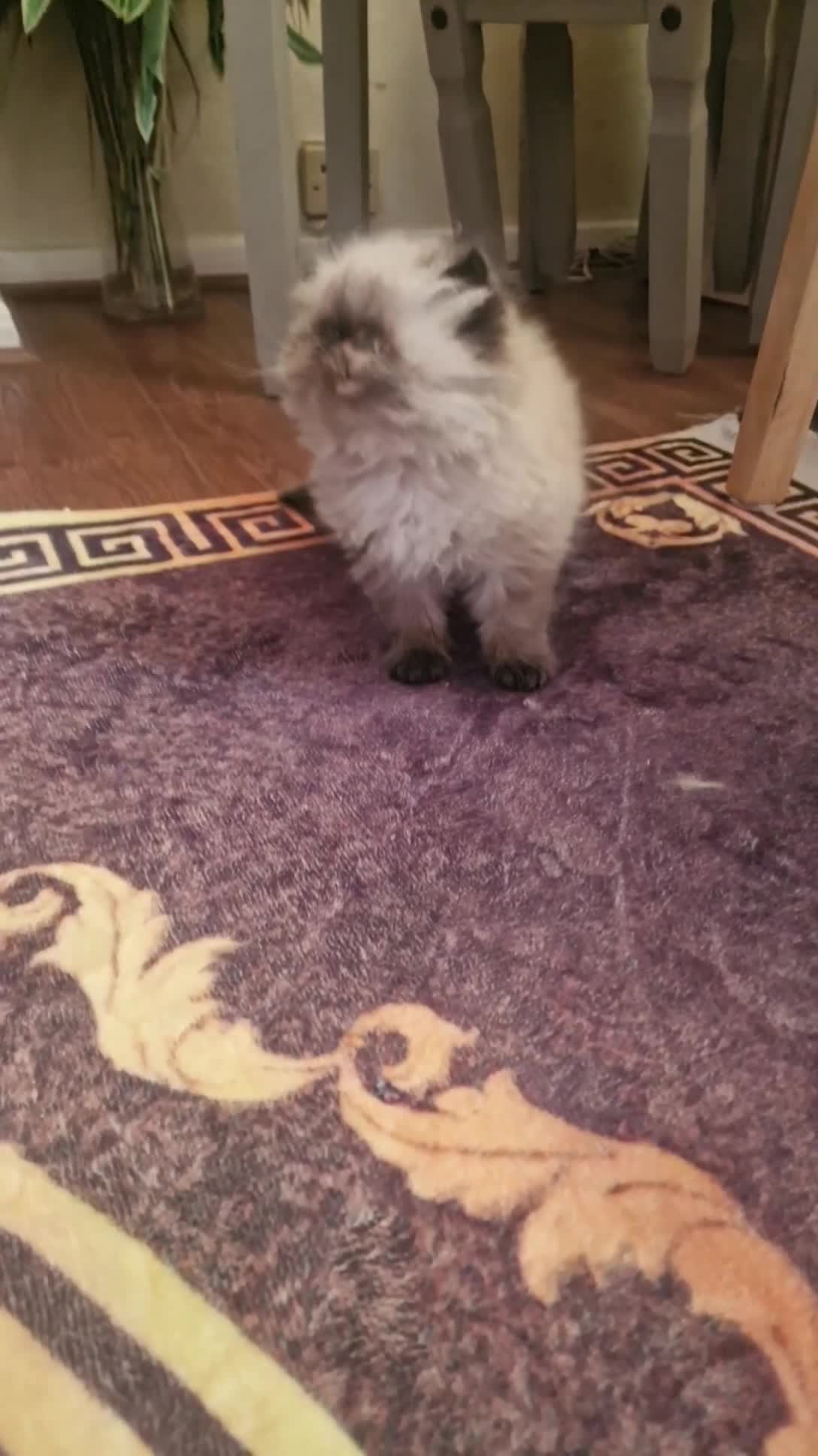 Persian cats for sale: Pure Persian Himalayan Kitten and Mother  in Bradford - Video 1