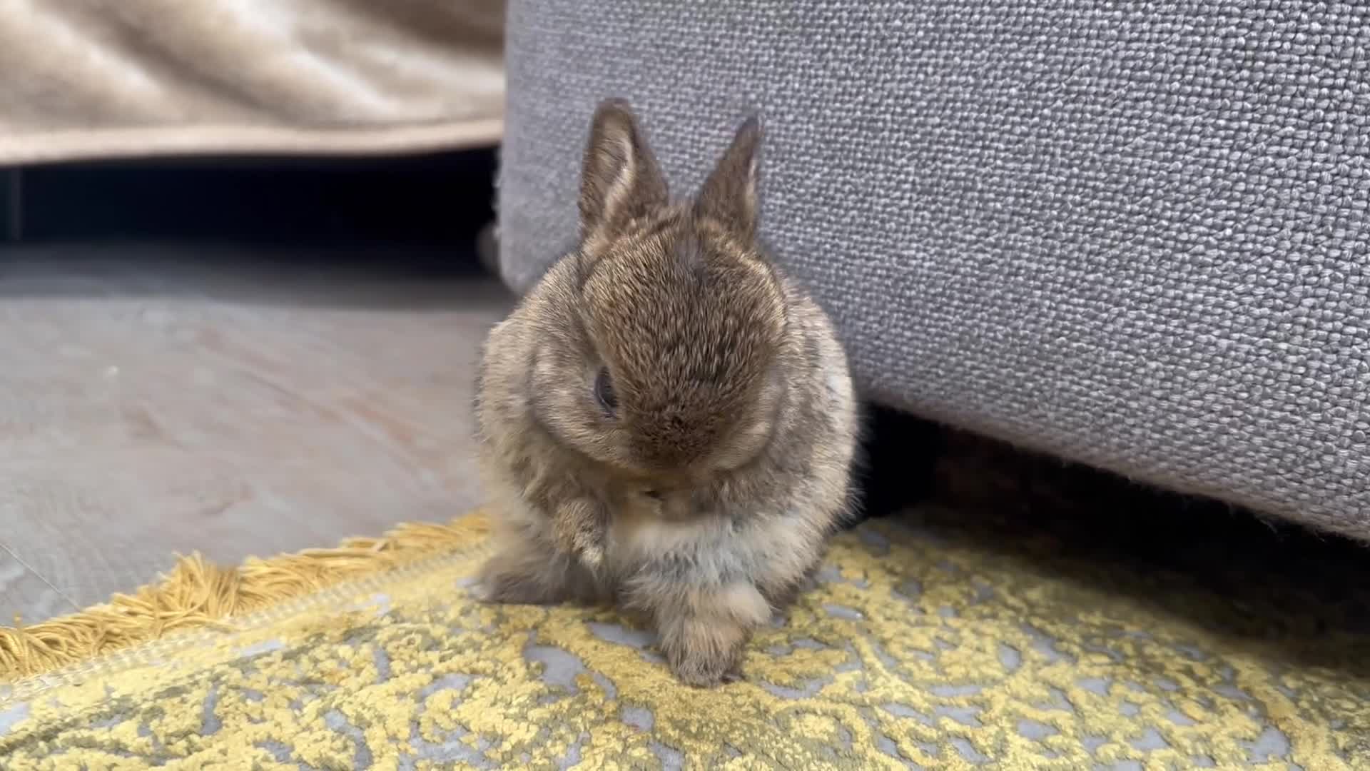Netherland Dwarf rabbits for sale: Lap bunnies Netherland Dwarfs - Video 1