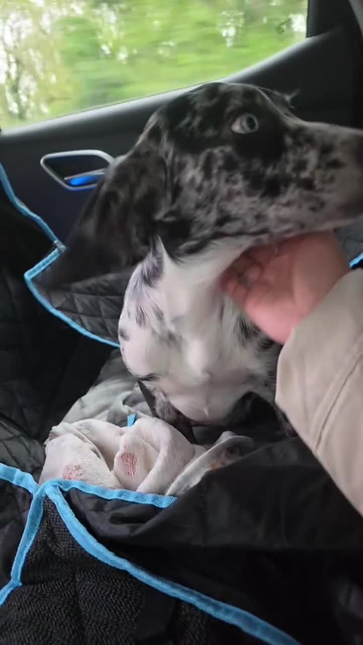 Mixed Breed dogs for sale: Unfortunate Rehome (mum is cover pic) - Video 2
