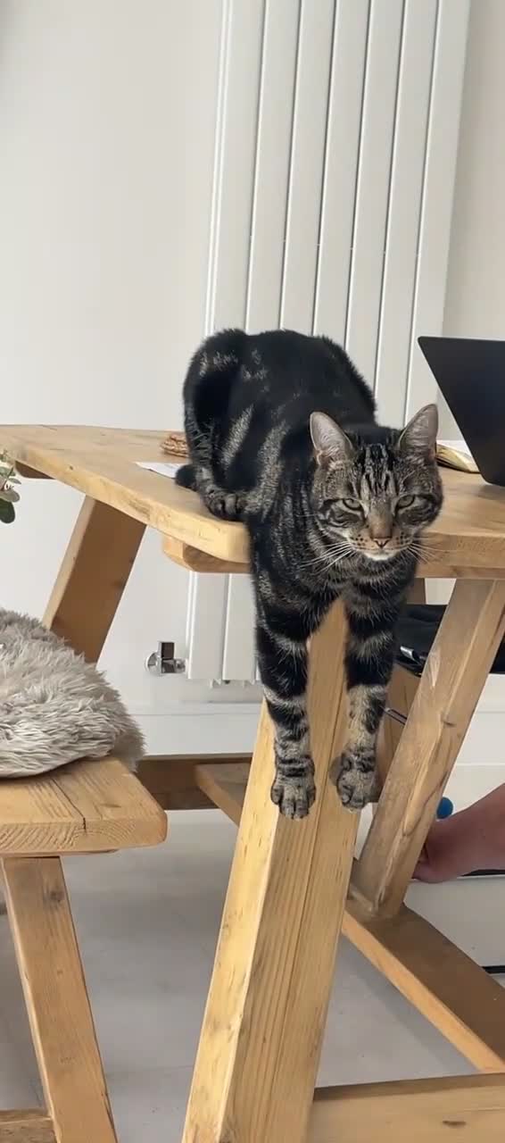 Mixed Breed cats for sale: Moggy cat / Male - Video 1