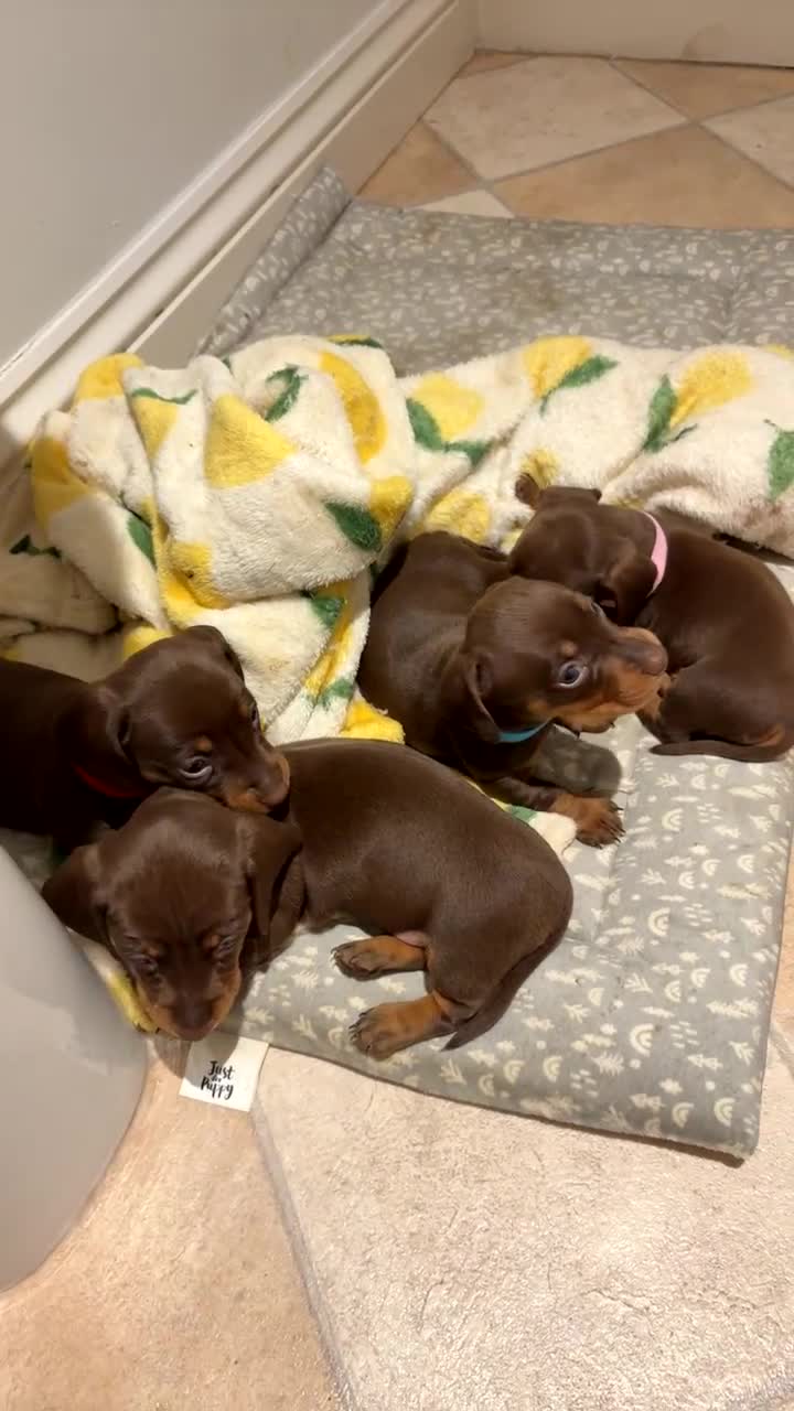 Miniature Dachshund dogs for sale: Only 2 Left!!! miniature dachshund puppies. - Video 1