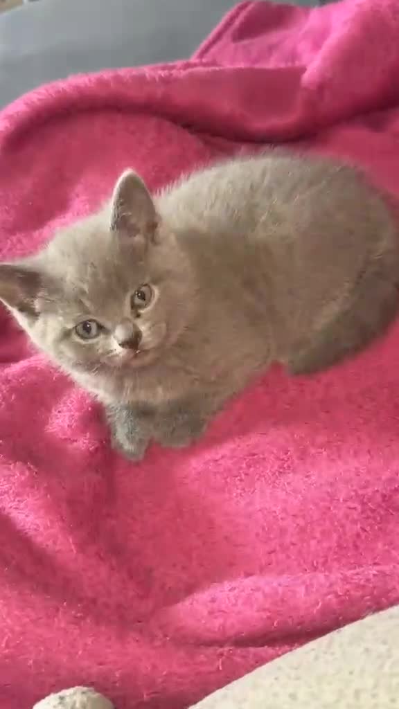 British Shorthair cats for sale: British short hair kittens in Leeds - Video 5