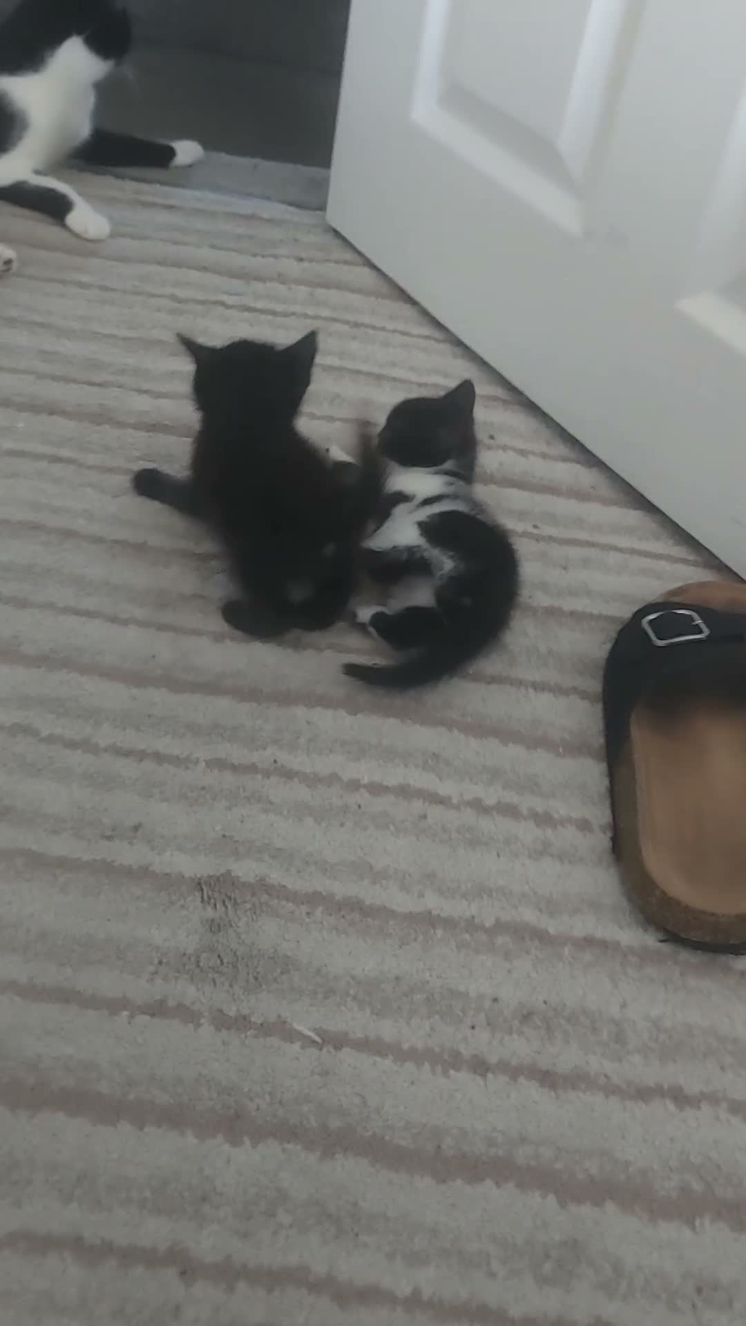 Mixed Breed cats for sale: Four Kittens for sale 80£ each in Nottingham - Video 2