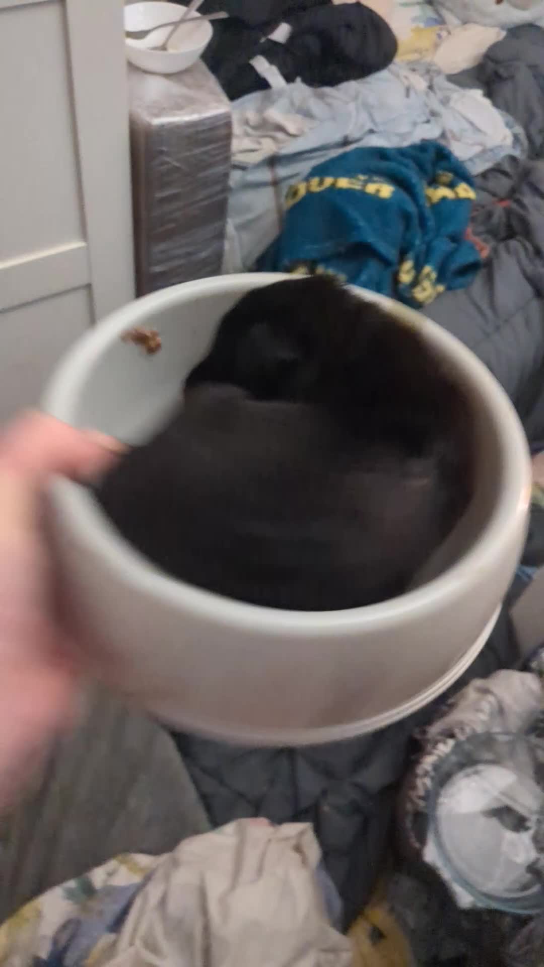 Labrador Retriever dogs for sale: Gorgeous black and silver Labrador puppies - Video 2