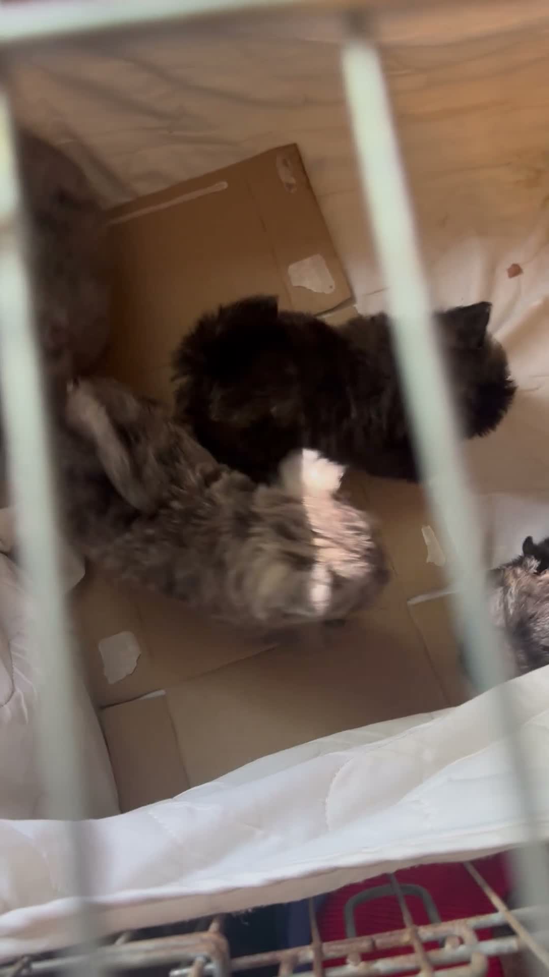 Mixed Breed dogs for sale: westie pom puppies  in Waltham Cross - Video 1