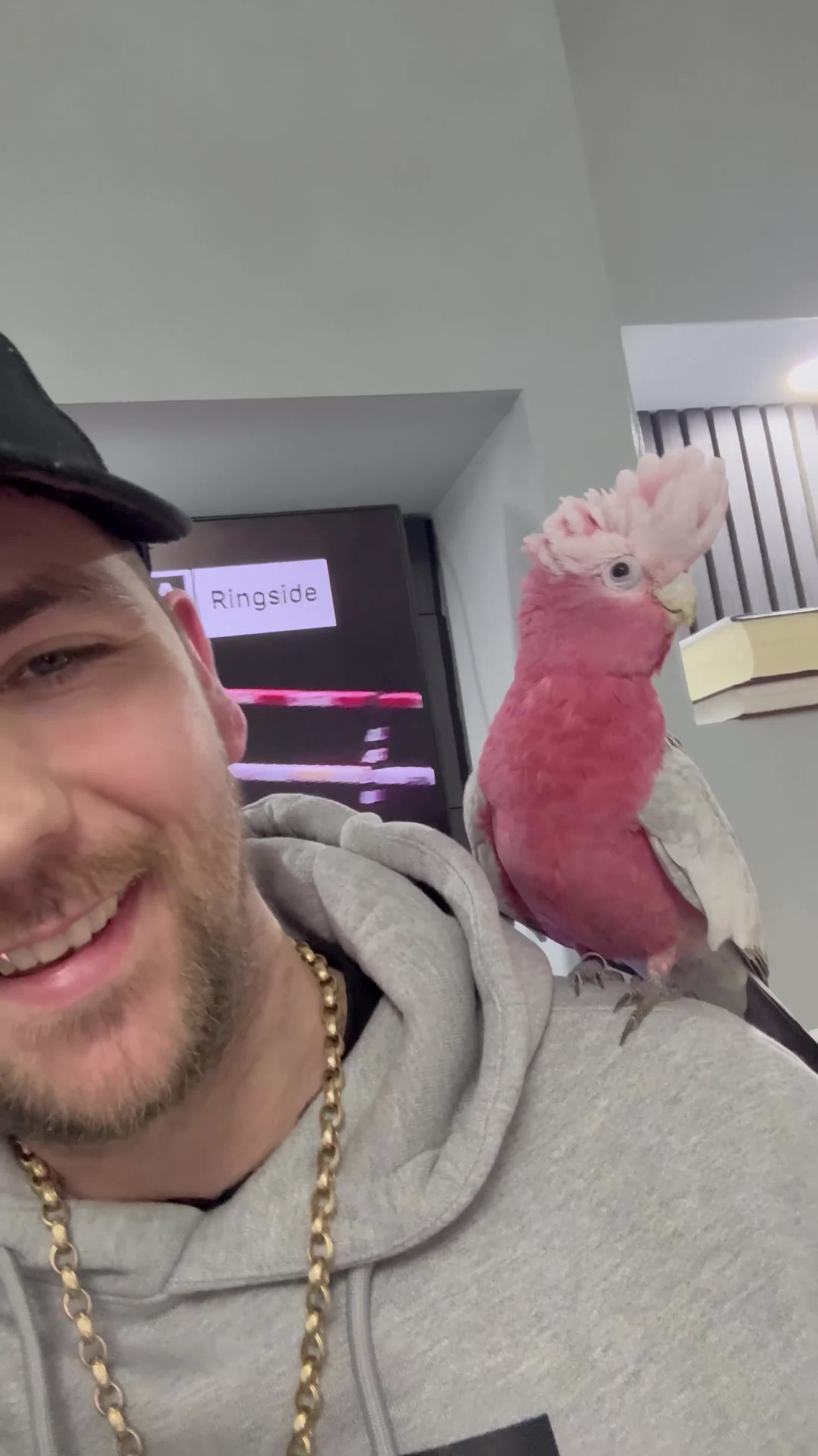 Cockatoo birds for sale: 18 month old Galah cockatoo (TAME) - Video 1