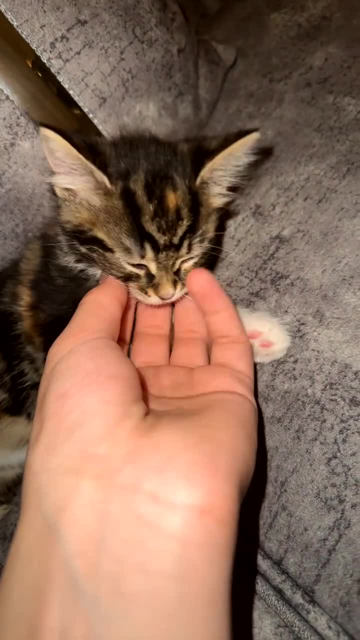 Domestic Shorthair cats for sale: Adorable Tabby/British shorthair cross - Video 3