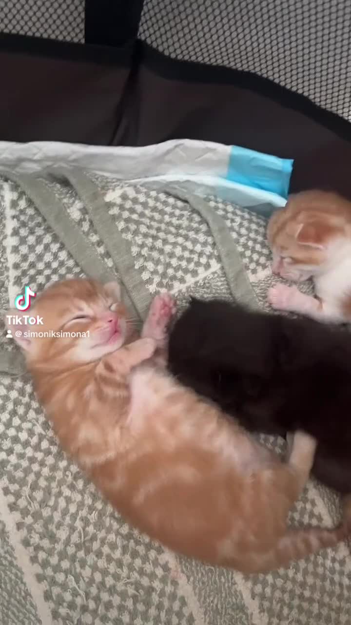 Mixed Breed cats for sale: Beautiful kittens for sale ,ready  end of July  - Video 1