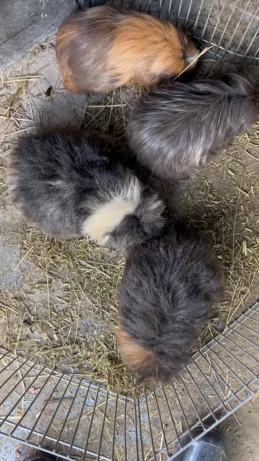 Guinea Pig rodents for sale: Female guinea pigs.  - Video 1