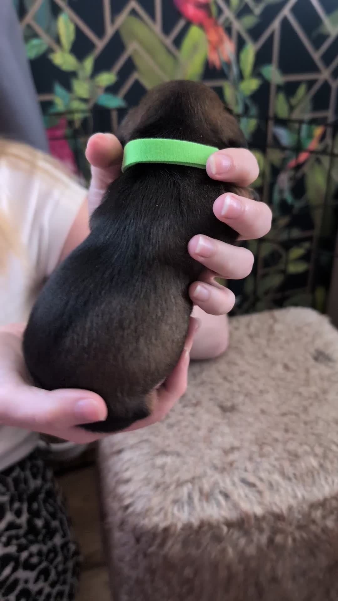 Dachshund dogs for sale: Dachshund Puppies  - Video 1