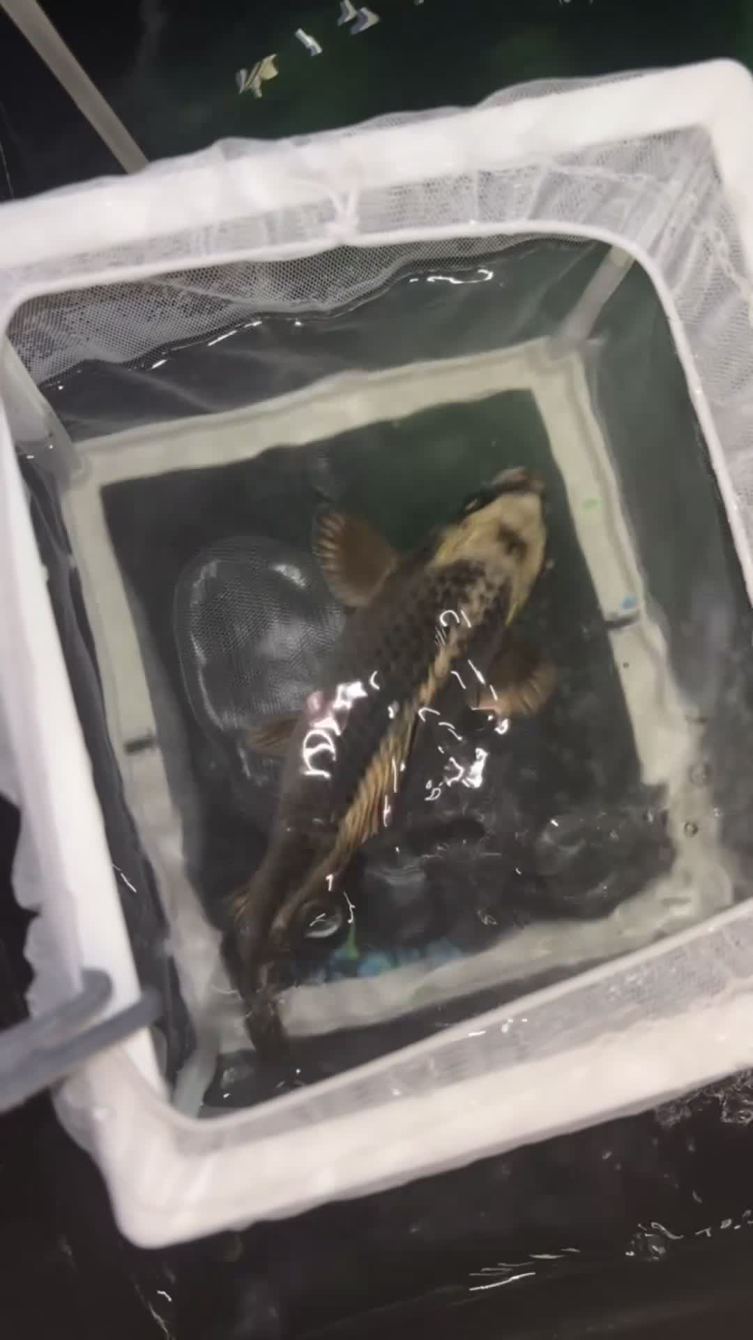 Koi Carp fish for sale: Japanese koi  - Video 2