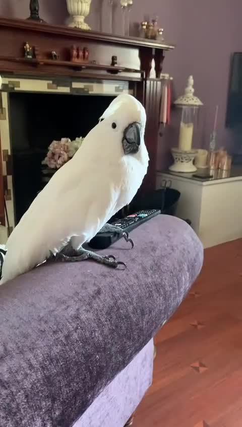 Cockatoo birds for sale: Pure white cockatoo female   in Beckermet - Video 4