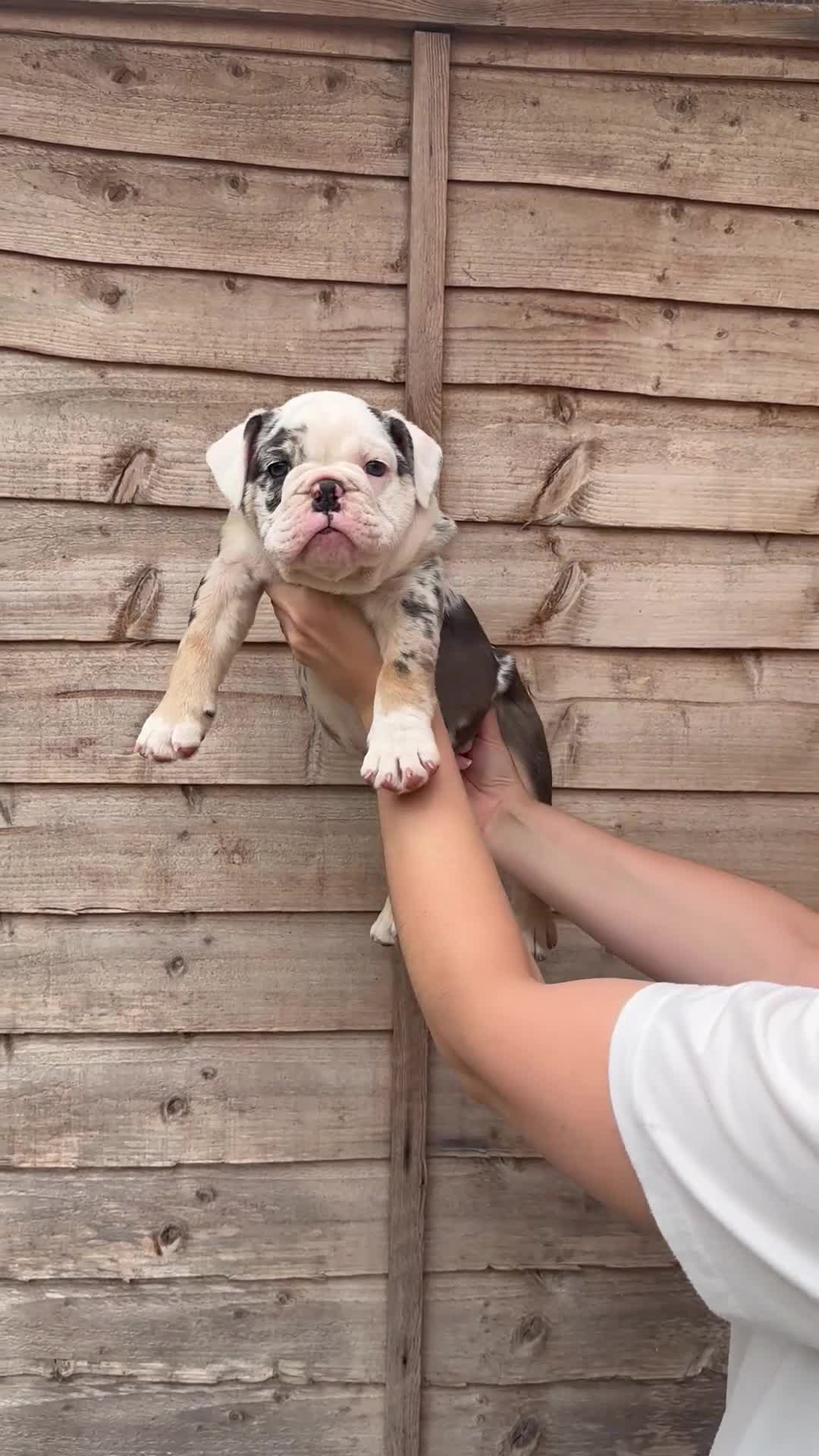 Olde English Bulldogge dogs for sale: 🐾2 Olde English bulldog puppies left 🐾 - Video 1