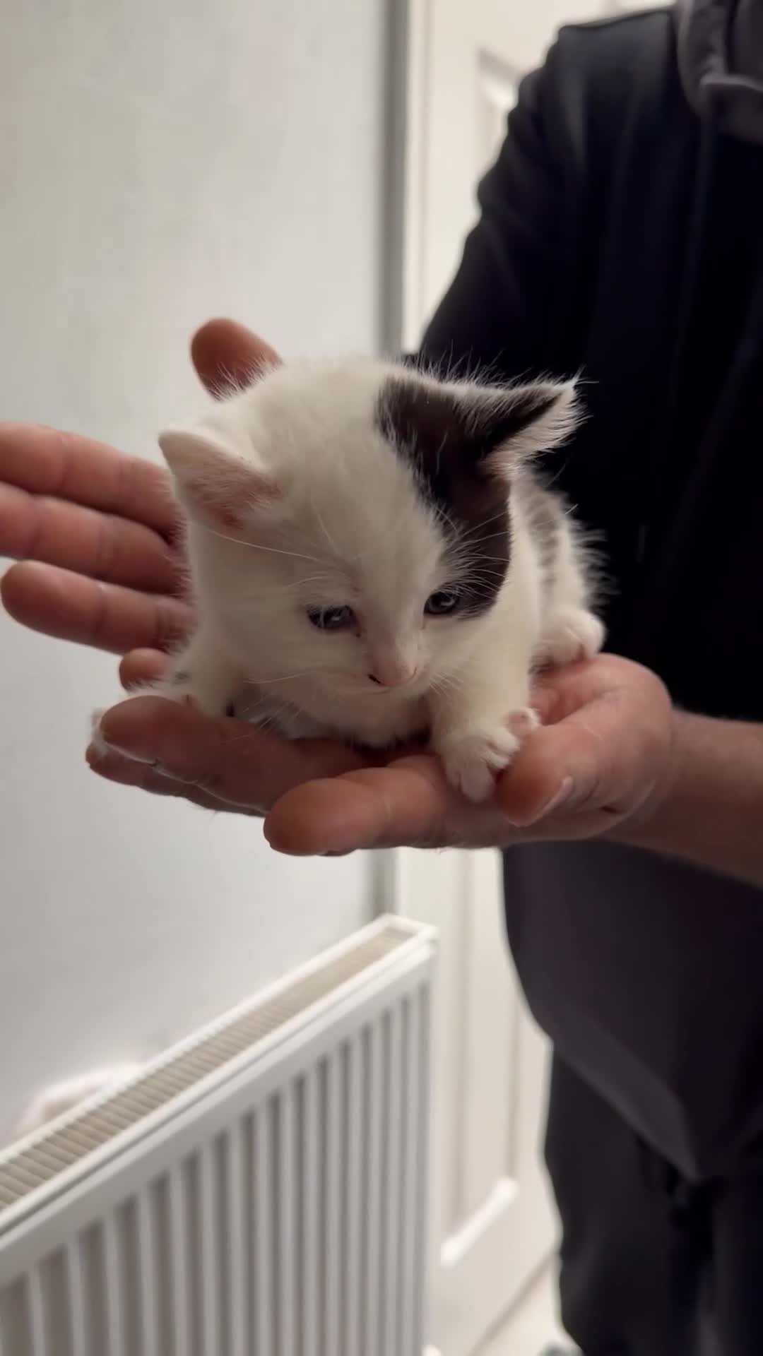 Mixed Breed cats for sale: Kittens for sale in Bradford - Video 2