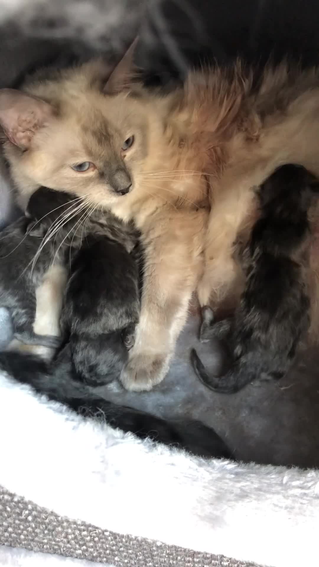 Maine Coon cats for sale: Gorgeous RagCoons - Video 1