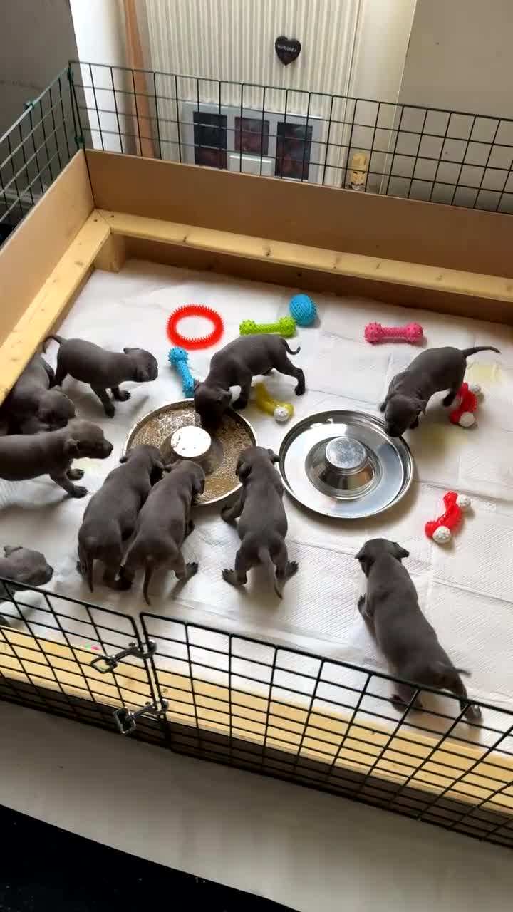 Staffordshire Bull Terrier dogs for sale: Beautiful blue staffy pups excellent pedigree  - Video 1