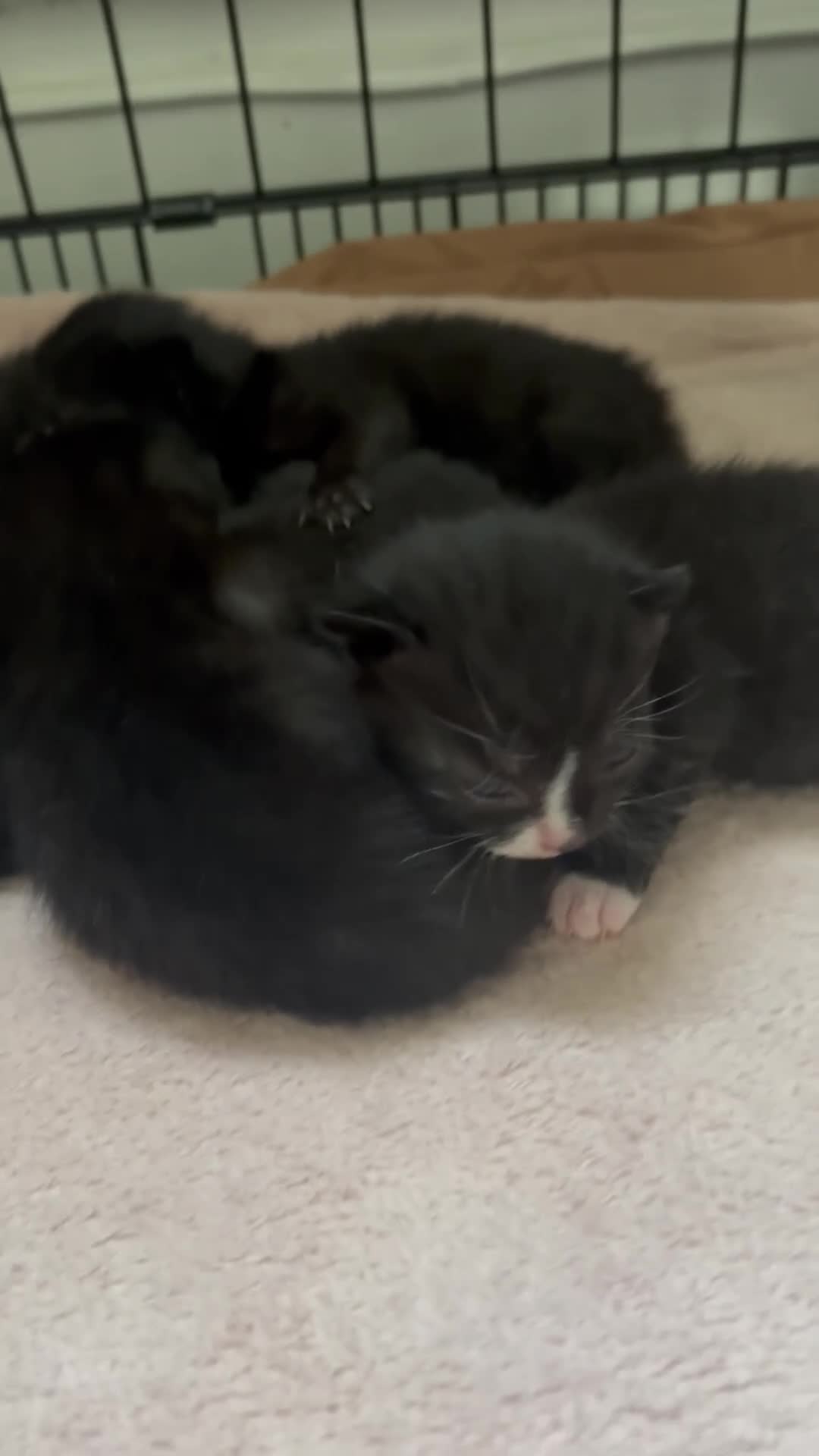 Domestic Shorthair cats for sale: Black and white kittens  - Video 4