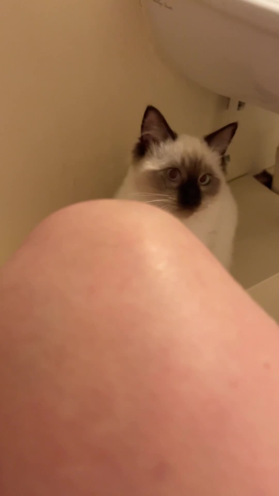 Ragdoll cats for sale: Sweet Ragdoll Kitten - Video 1