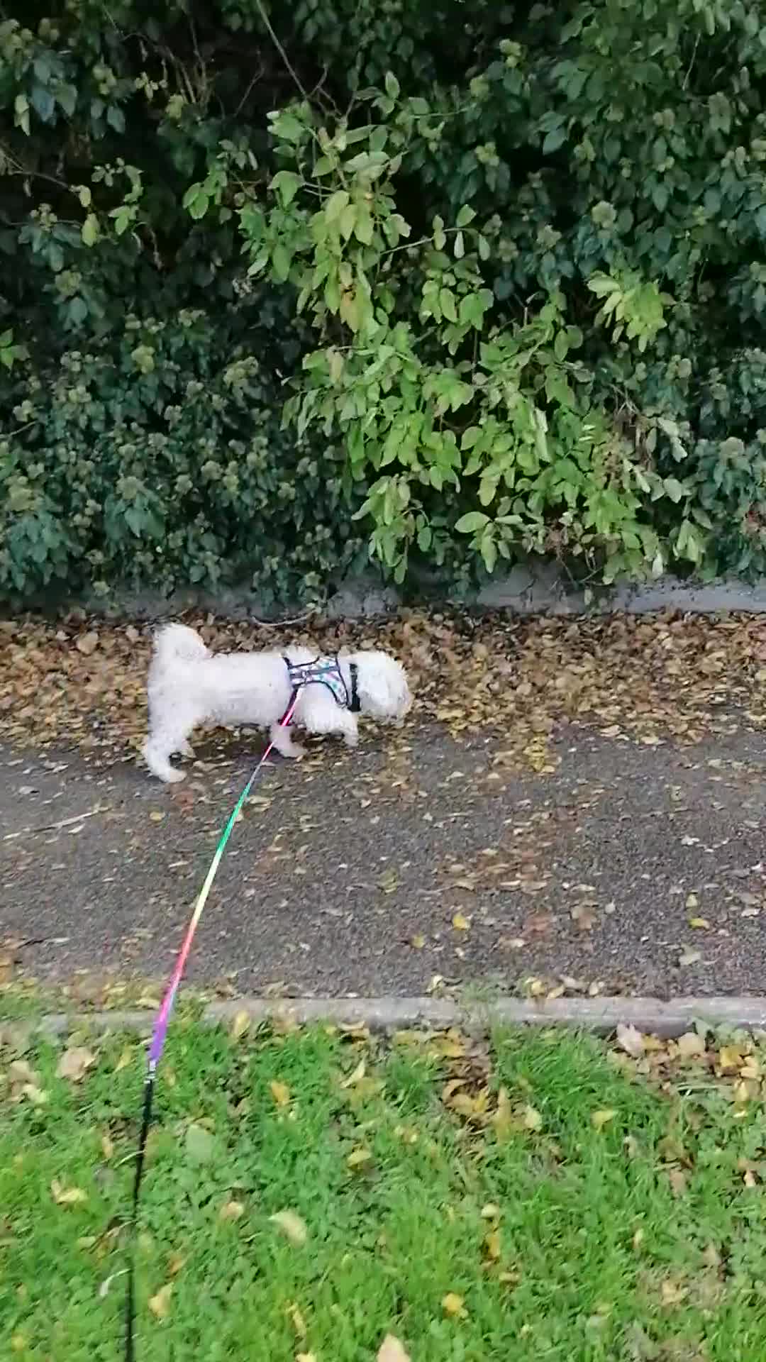 Bichon Frise dogs for adoption: 💙🐶 BARNEY 🐶💙 - Video 1