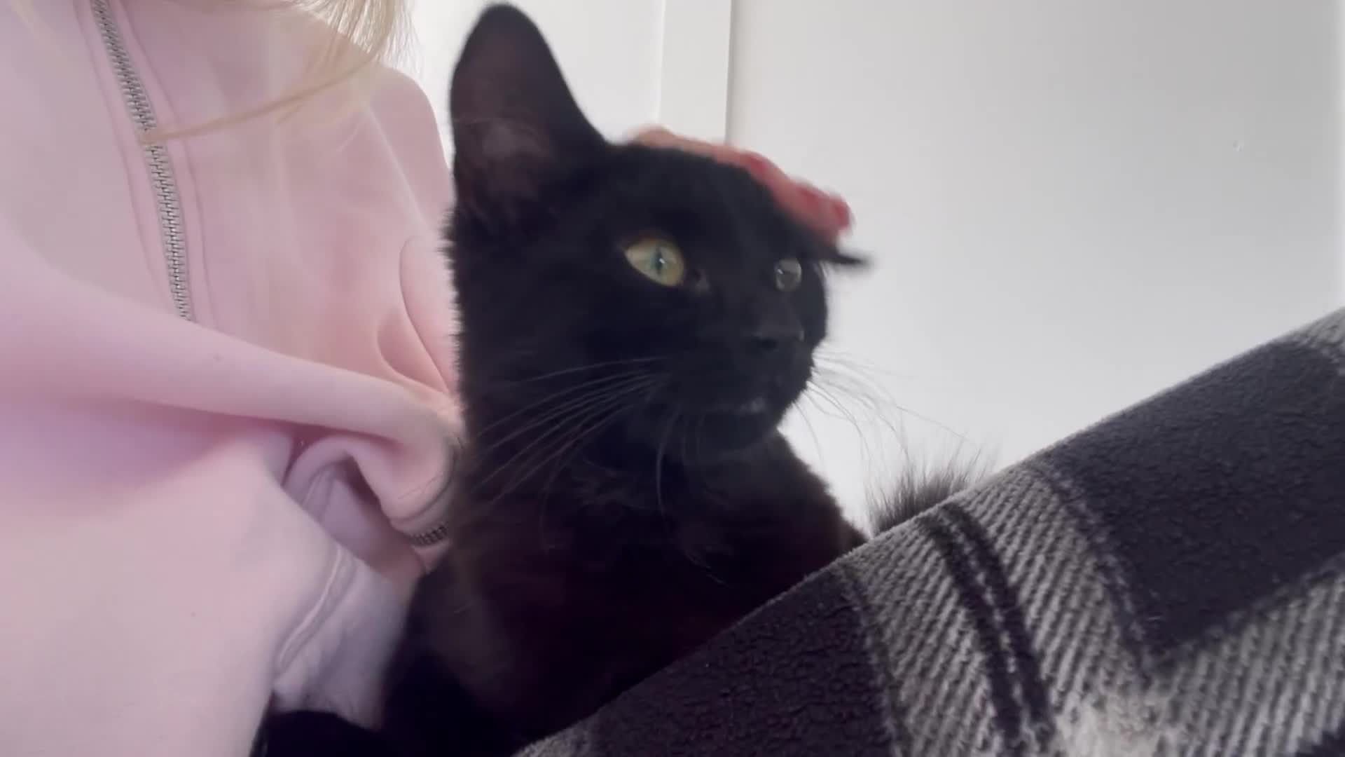 British Longhair cats for sale: Black long haired Domestic kitten- Purdy - Video 2