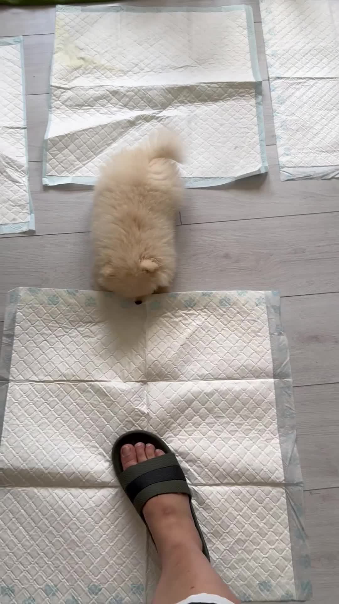 Pomeranian dogs for sale: 🐾🐶💙 Pomeranian puppy 💙🐶🐾 - Video 3