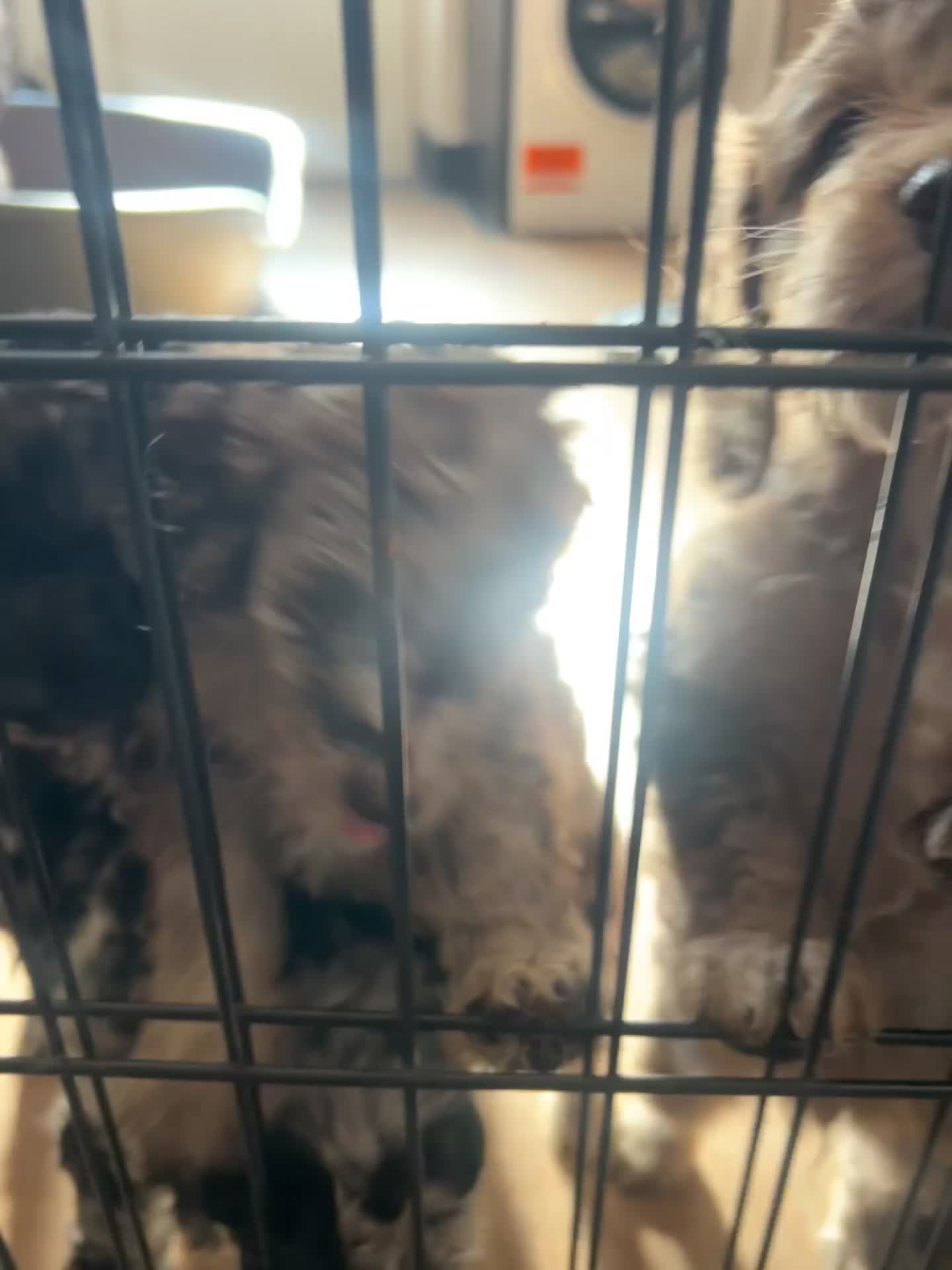 Cockapoo dogs for sale: Tri merle cockerpoos - Video 2