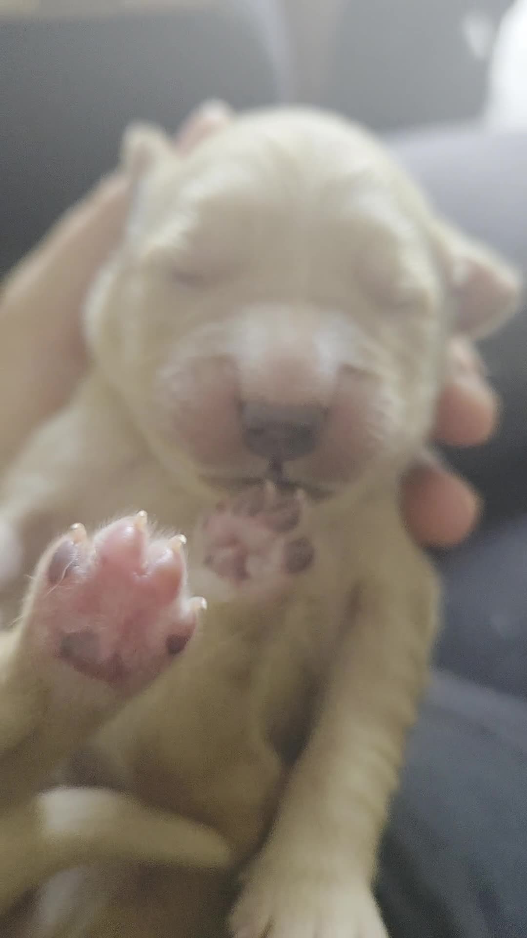 Goldador dogs for sale: Kitanas puppies  - Video 1
