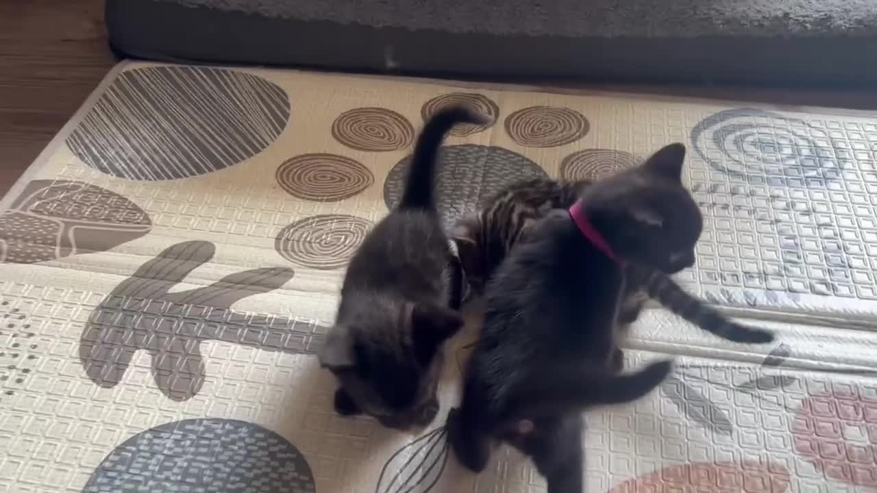 Bengal cats for sale: 4 Rare Tica Registered Bengal Kittens - Video 2