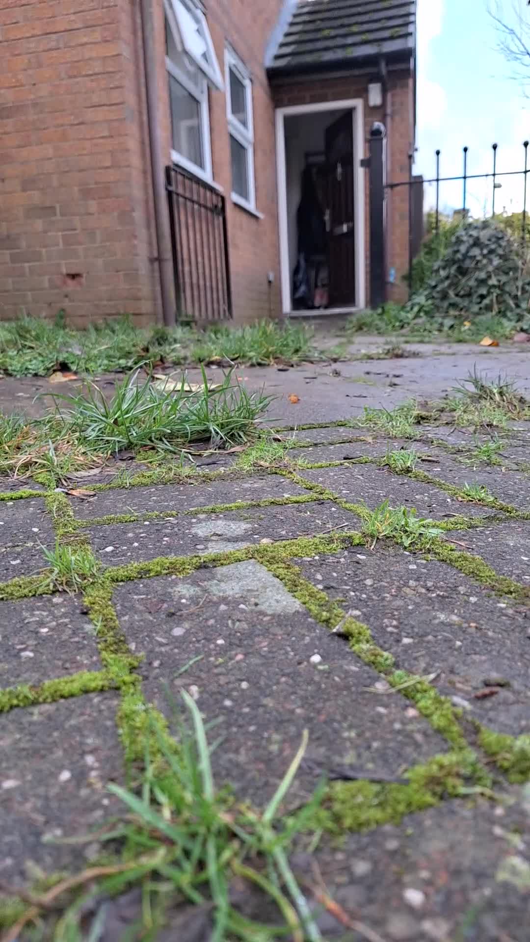 American Bulldog dogs for sale: 11 little hearts need their forever home - Video 1