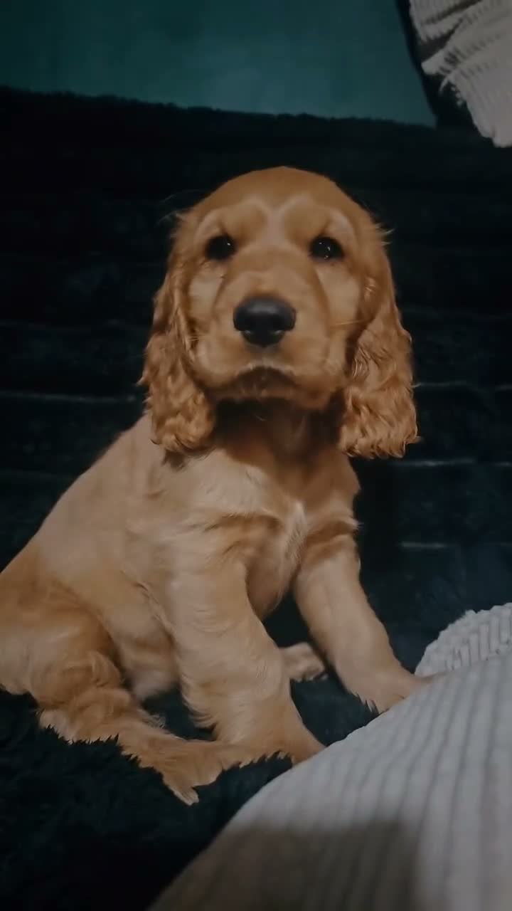Cocker Spaniel dogs for sale: Golden cocker spaniel - Video 1