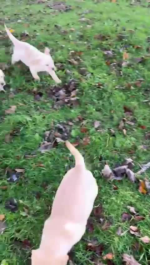 Labrador Retriever dogs for sale: Fox Red/Golden Labrador Puppies  - Video 1