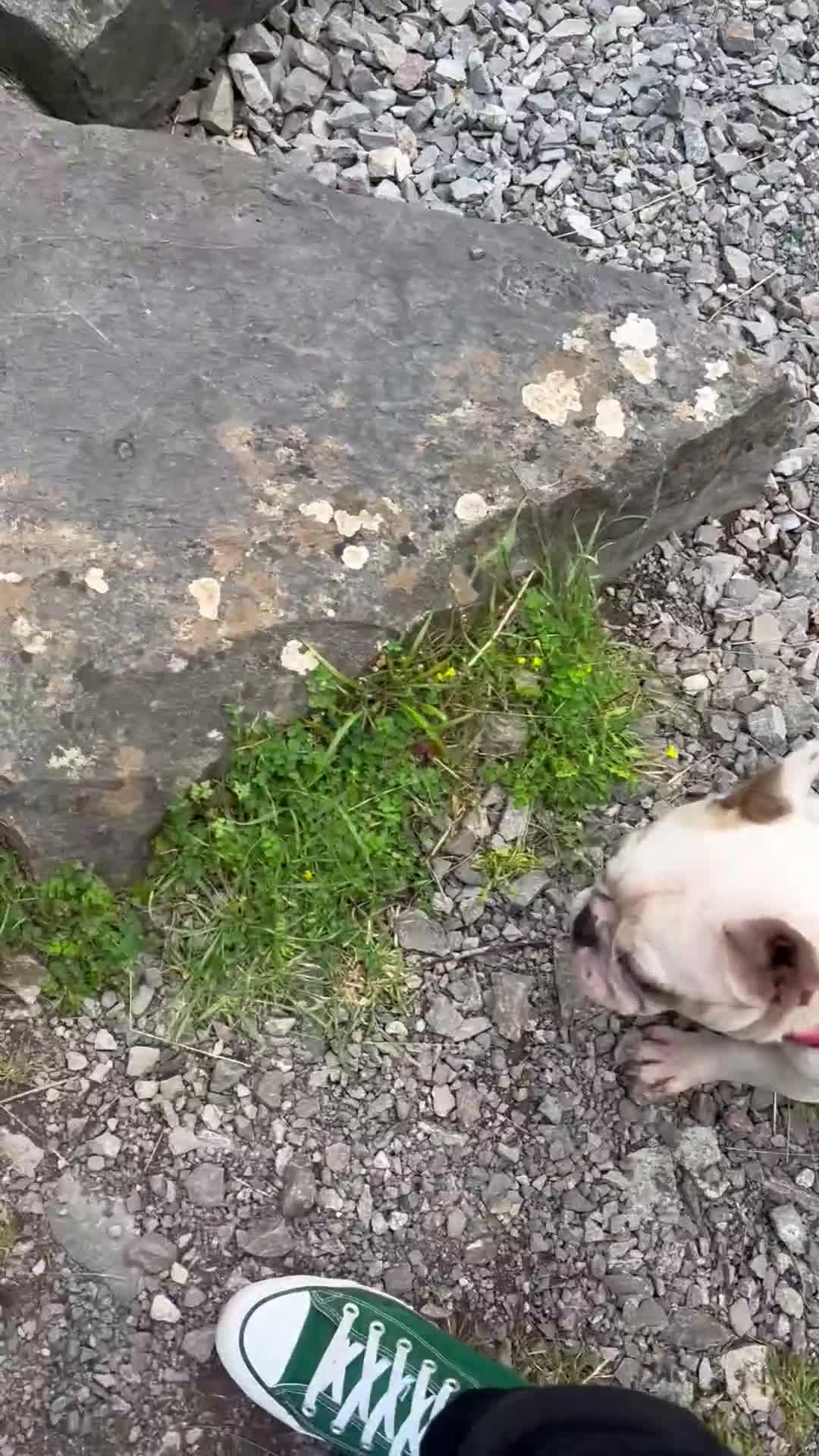 French Bulldog dogs for sale: Female white pied French bulldog  in Wallasey - Video 1