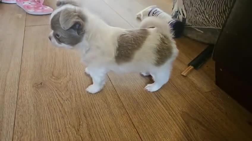 Chihuahua dogs for sale: Full pedigree long coat chihuahua lilac/chocolate - Video 1