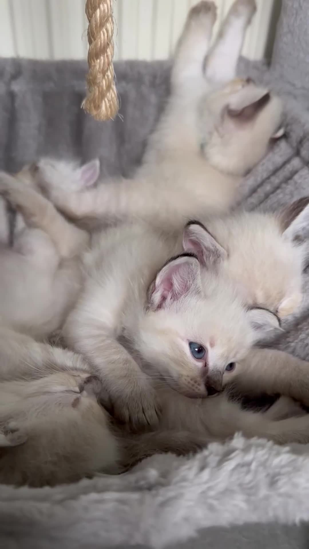 Ragdoll cats for sale: Beautiful Rag doll kittens for sale  - Video 2