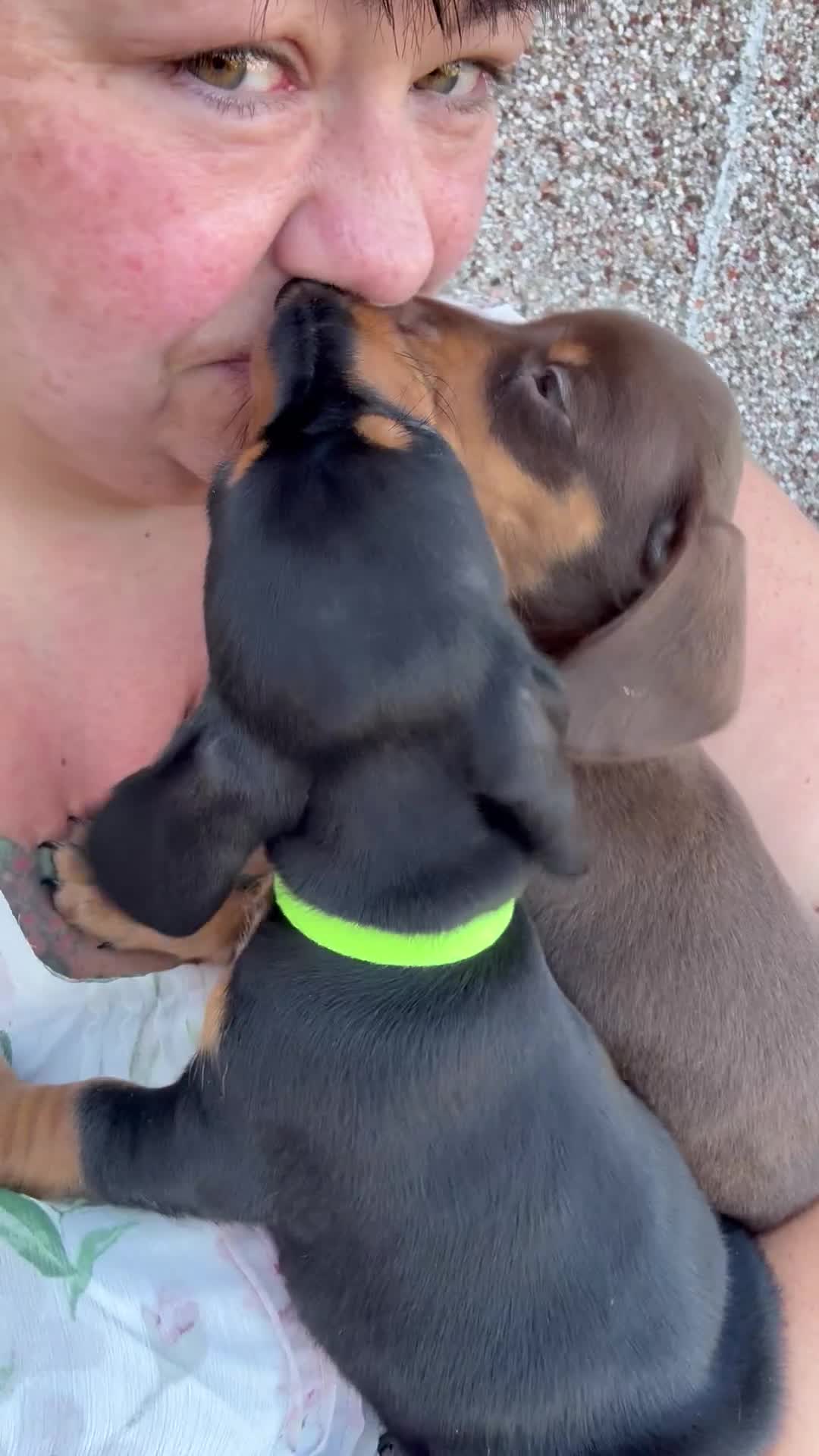 Miniature Dachshund dogs for sale: Miniature dachshund puppy last boy - Video 2