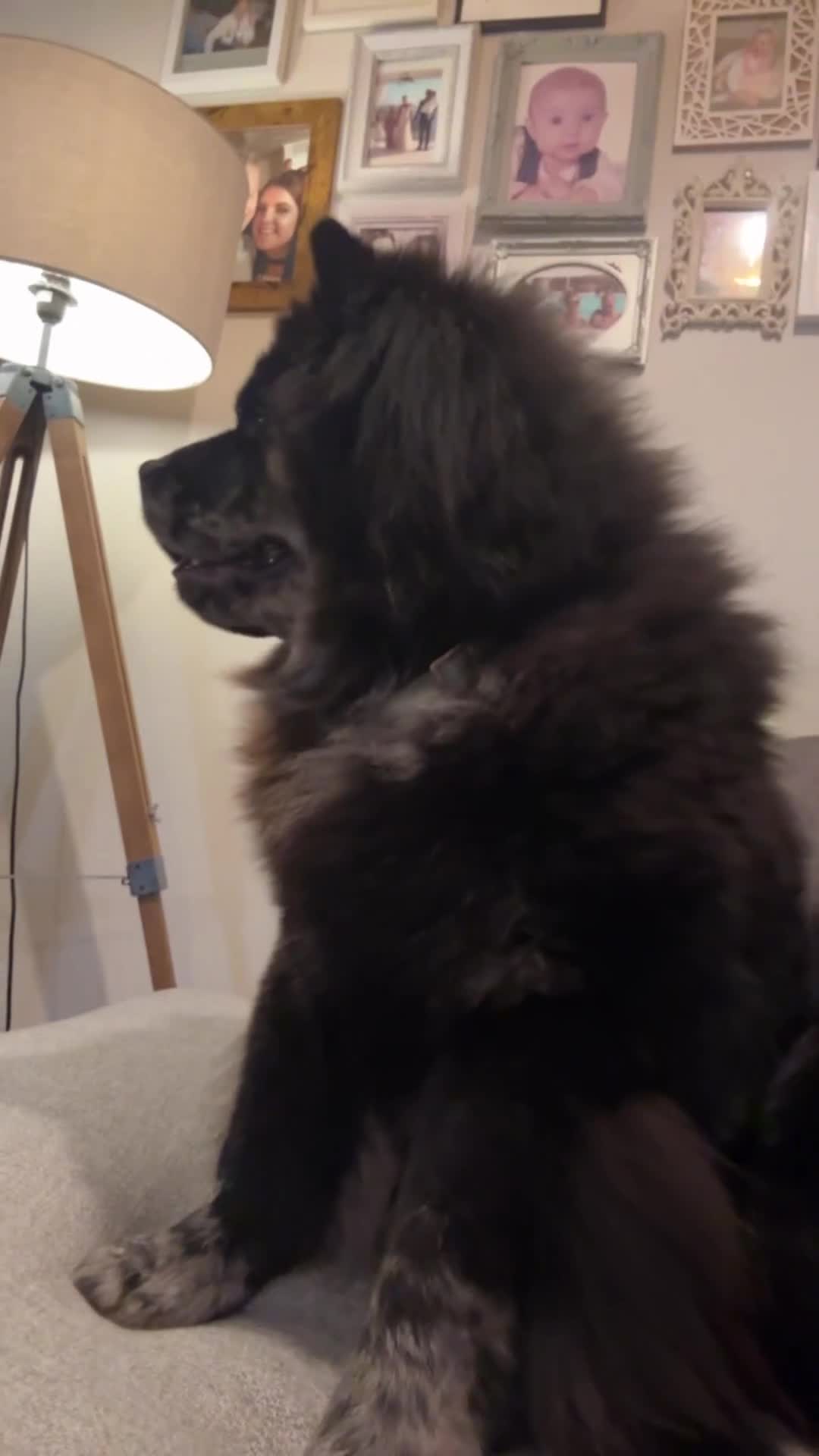 Chow Chow dogs for stud: Chow chow to stud - Video 1