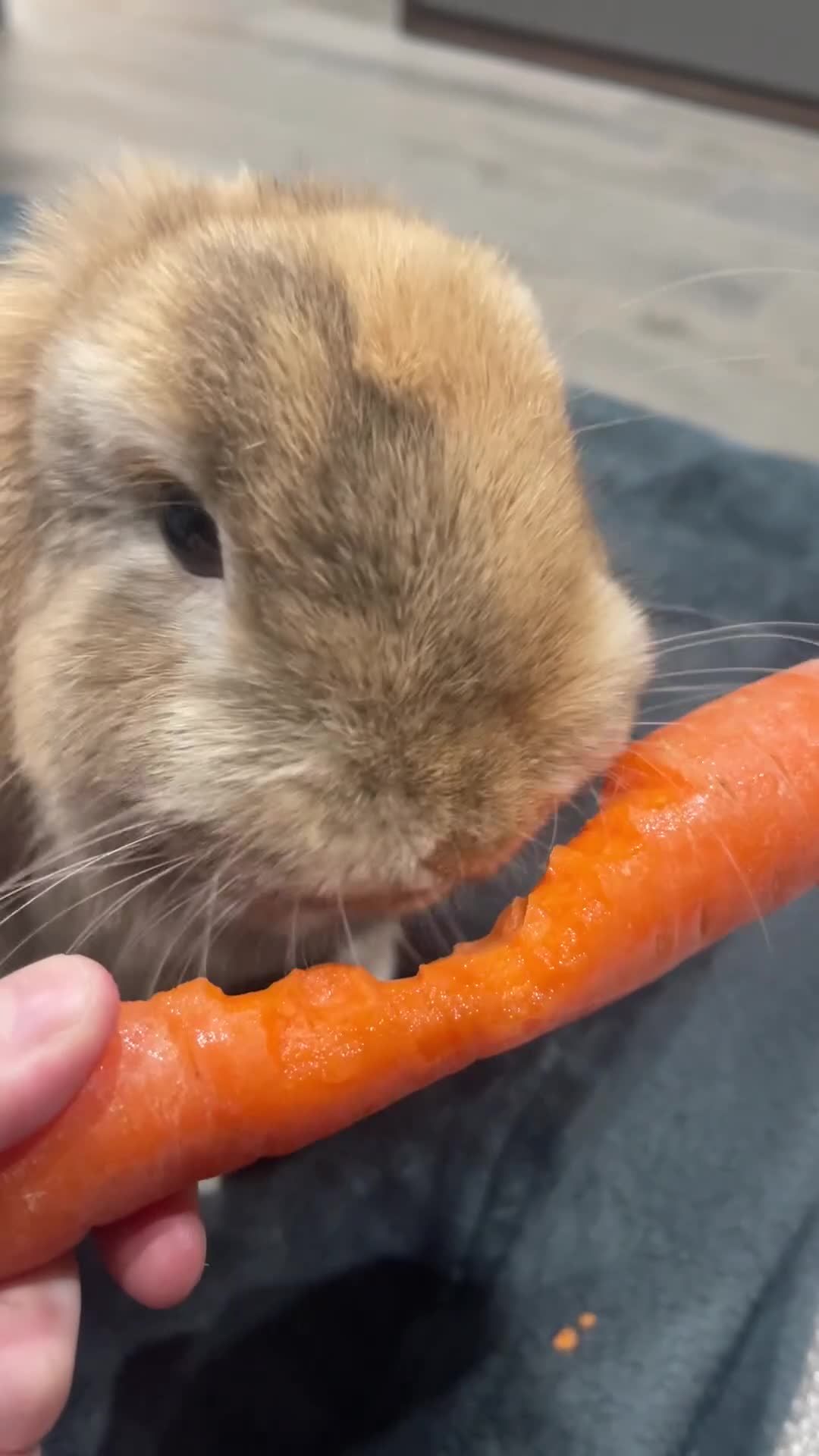Mini Lop rabbits for sale: Mini lop rabbit  - Video 1