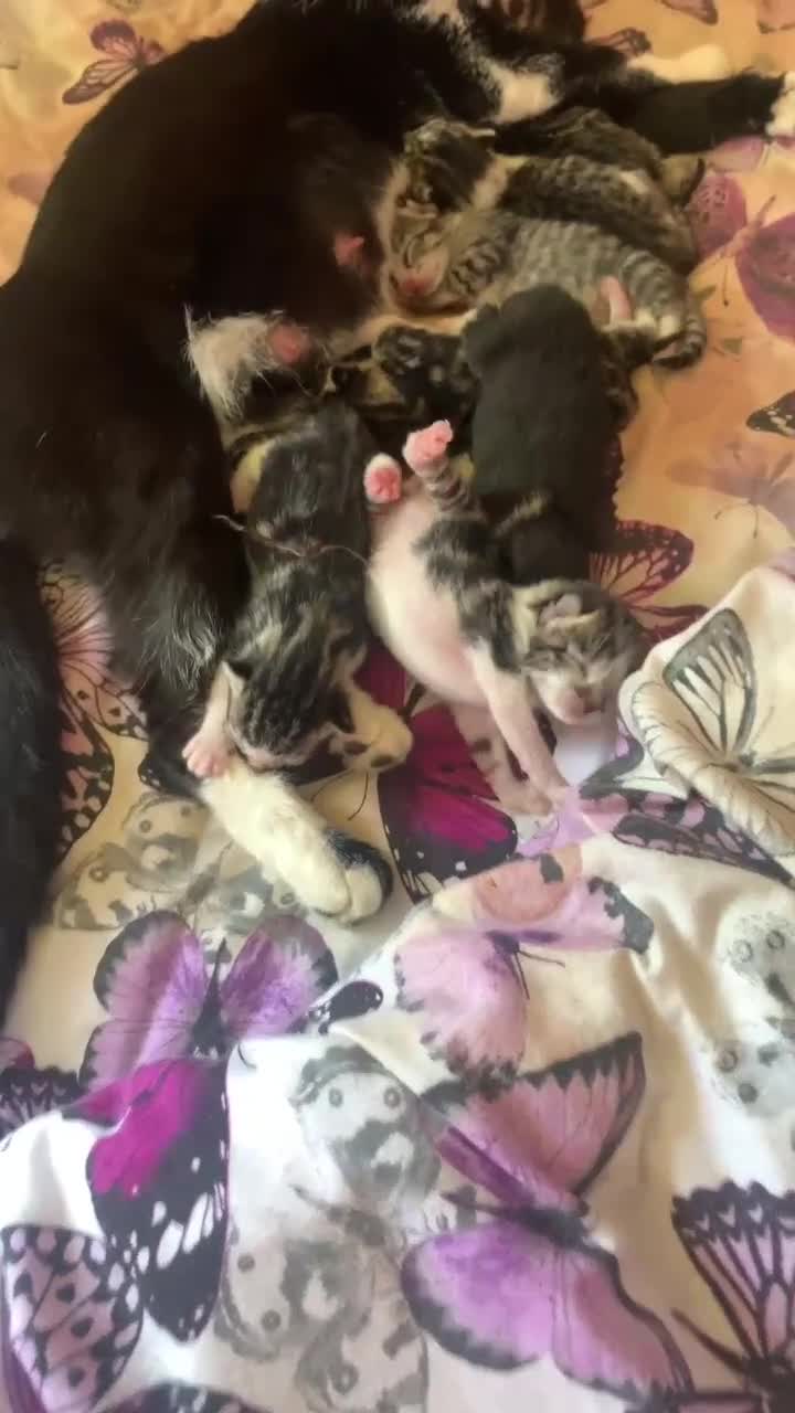Mixed Breed cats for sale: Kitttens  - Video 1