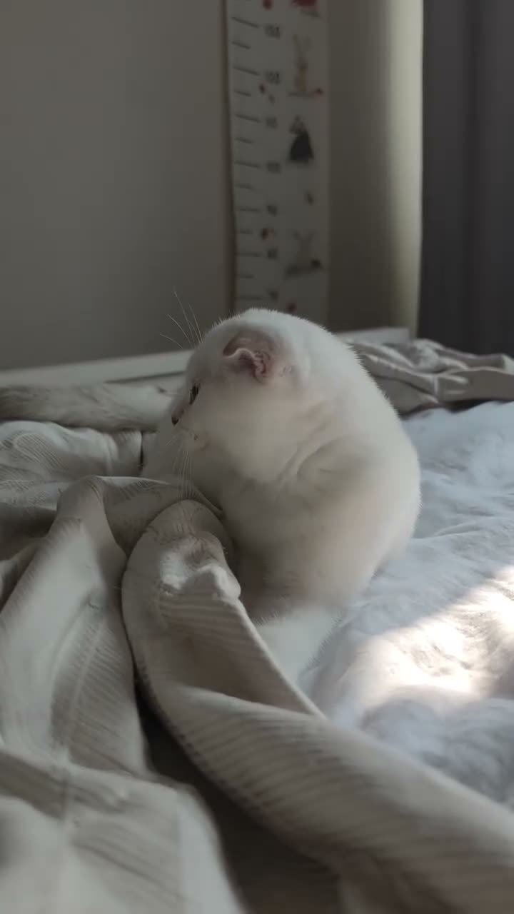 Scottish Fold cats for sale: Scottish fold - Video 3