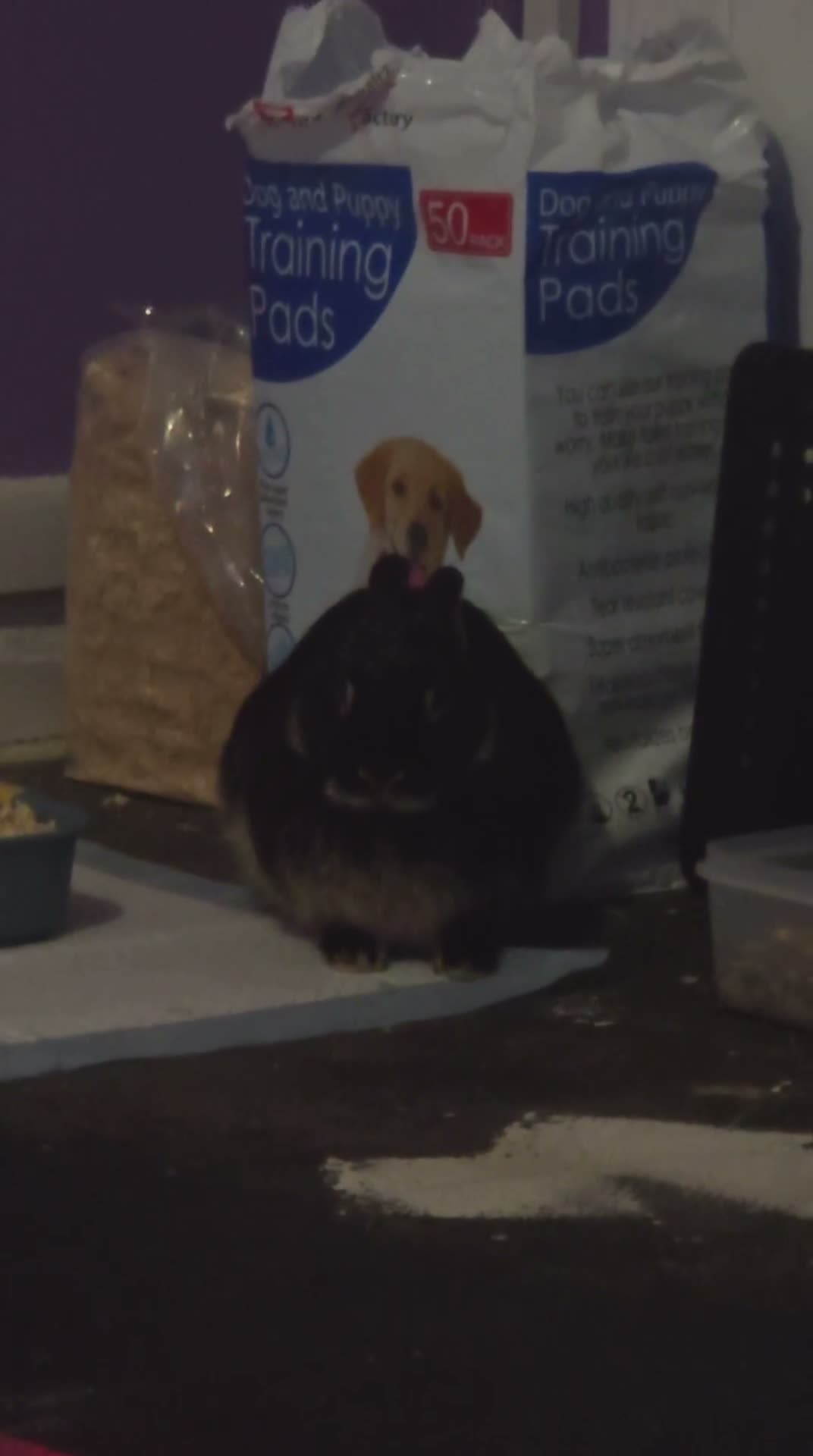 Netherland Dwarf rabbits for sale: Patches the Netherland dwarf rabbit in Southampton - Video 1