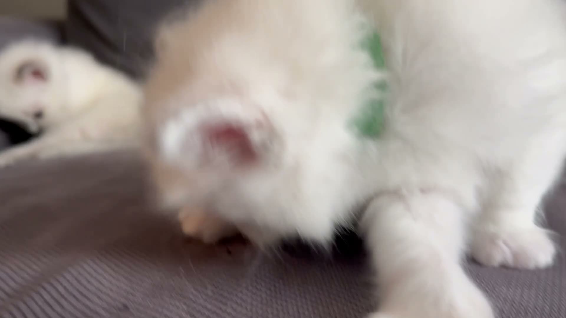 Ragdoll cats for sale: Pure ragdoll kittens sake London - Video 5