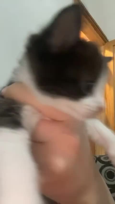 Mixed Breed cats for sale: Kittens for sale - Video 1