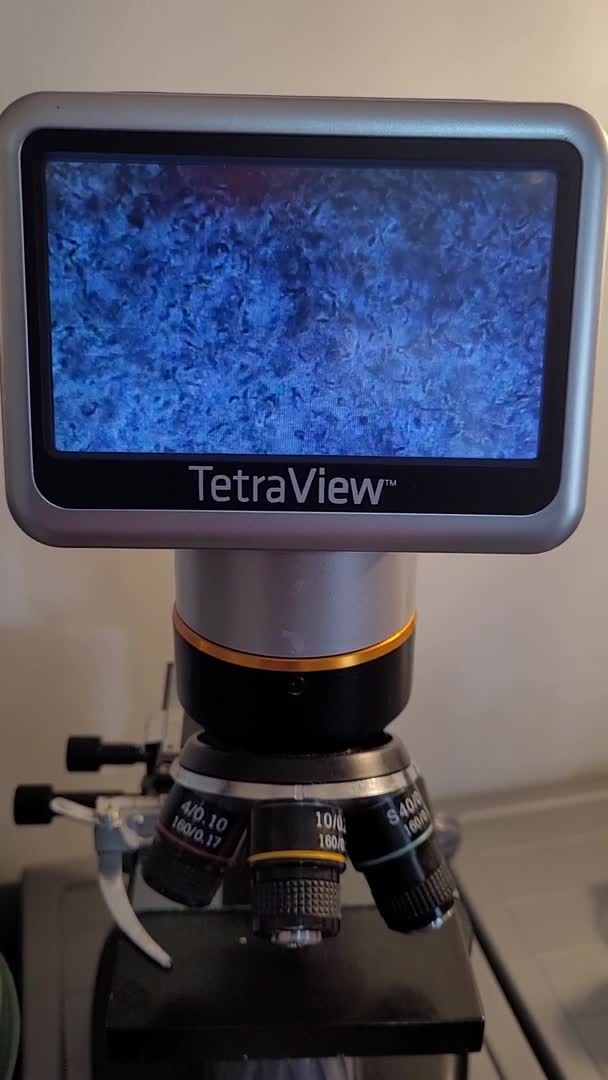 Miniature Poodle dogs for stud: Chocolate Merle Miniature Poodle for stud in Warrington - Video 1