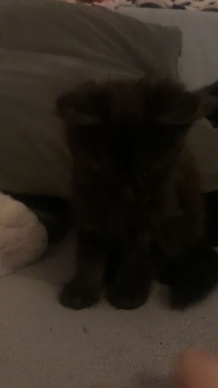 Maine Coon cats for sale: Male Maine coon for sale  - Video 1