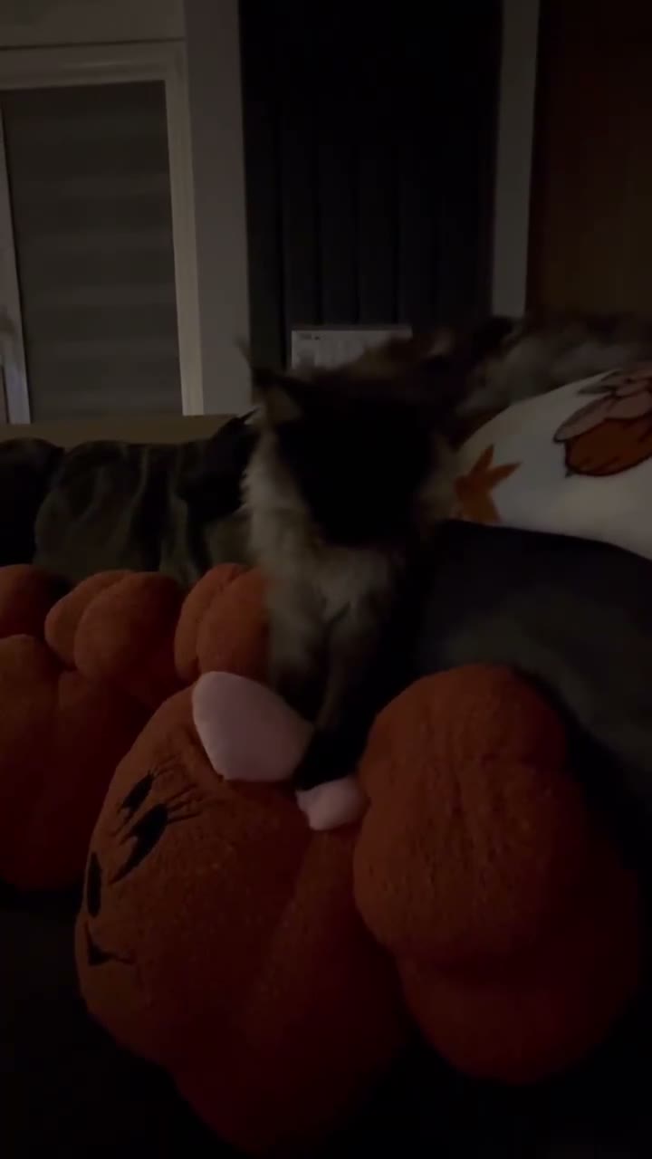 Maine Coon cats for sale: Black smoke make (spad)  in Dover - Video 1