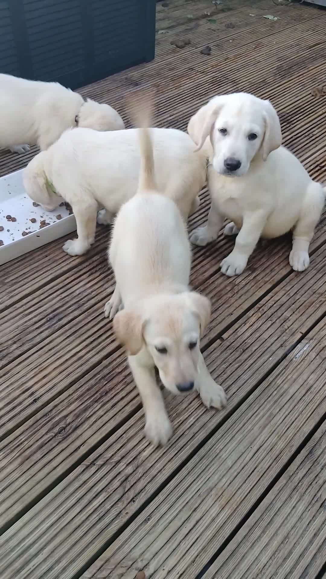 Goldador dogs for sale: GOLDADOR PUPPIES READY FOR NEW HOMES - Video 5