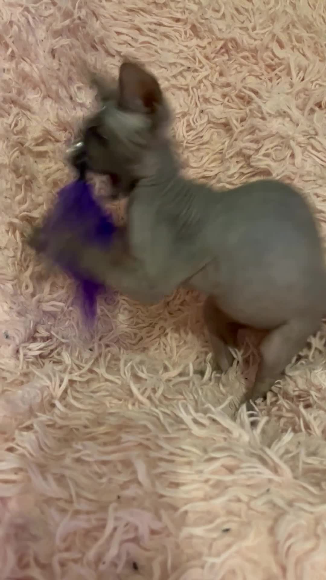 Sphynx cats for sale: Adorable Sphynx Kittens - Video 2