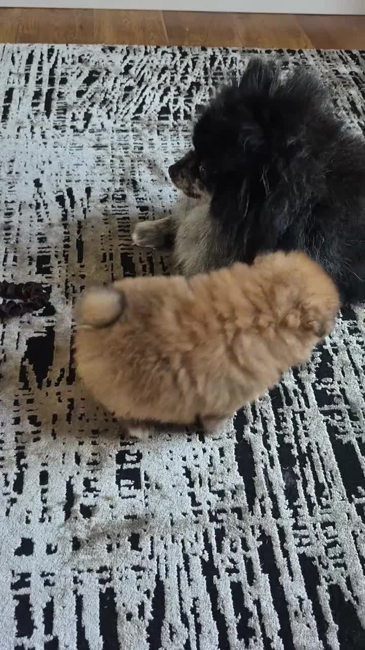 Pomeranian dogs for sale: Vito Pomleone  - Video 2