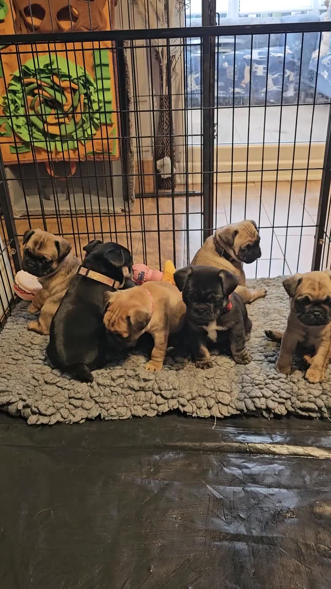 Frug dogs for sale: FRUG puppies looking for loving, forever homes now - Video 2